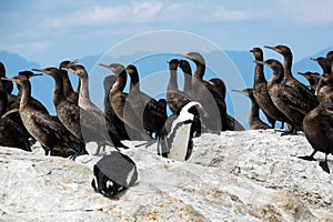 African penguins Spheniscus demersus and Cape cormorant birds Phalacrocorax capensic at Boulders Beach, South Africa