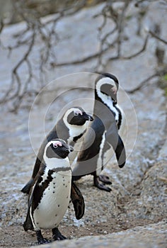 African penguins spheniscus demersus go ashore from the ocean at evening twilight. African penguin spheniscus demersus at the