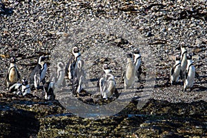 African penguins, Spheniscus demersus, on Halifax Island in Namibia
