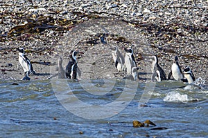 African penguins, Spheniscus demersus, on Halifax Island in Namibia
