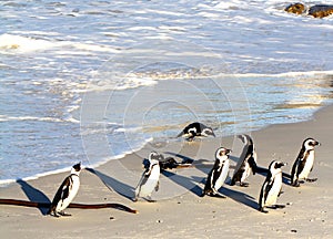 African penguins (Spheniscus demersus) returning from hunting , Western Cape, South Africa