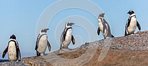 The African penguins Spheniscus demersus. South Africa