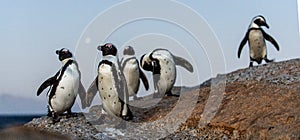 The African penguins Spheniscus demersus. South Africa