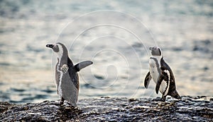 African penguins on the stone in evening twilight.