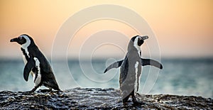 The African penguins on the stony shore in twilight evening with sunset sky.