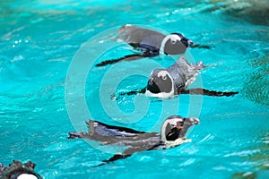 African penguins swimming