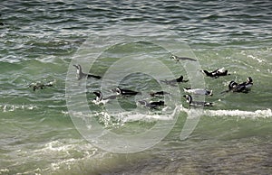 African penguins swimming together at Boulders Beach, South Africa