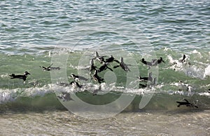 African penguins swimming together at Boulders Beach, South Africa