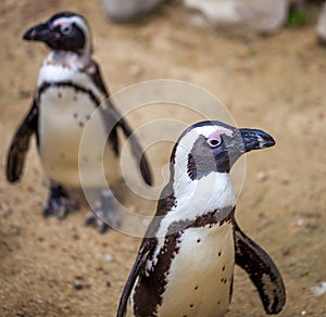 African penguins in the Tbilisi zoo, the world of animals