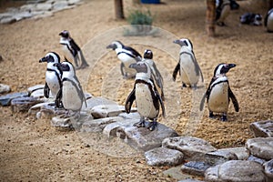 African penguins in the Tbilisi zoo, the world of animals