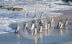 African penguins walk out of the ocean on the sandy beach. African penguin Spheniscus demersus also known as the pengui