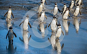 African penguins walk out of the ocean to the sandy beach. African penguin also known as the jackass penguin, black-footed penguin