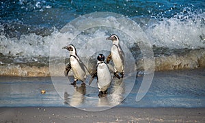 African penguins walk out of the ocean to the sandy beach. African penguin also known as the jackass penguin, black-footed penguin