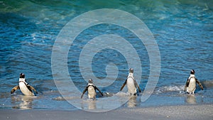 African penguins walk out of the ocean to the sandy beach. African penguin also known as the jackass penguin, black-footed penguin