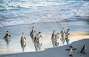 African penguins walk out of the ocean to the sandy beach. African penguin also known as the jackass penguin, black-footed penguin