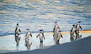 African penguins walk out of the ocean to the sandy beach. African penguin also known as the jackass penguin, black-footed penguin