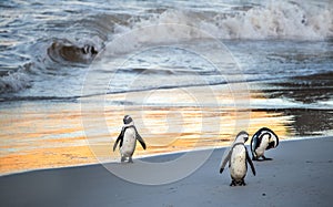 African penguins walk out of the ocean to the sandy beach. African penguin also known as the jackass penguin, black-footed penguin