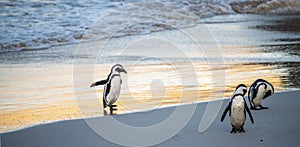 African penguins walk out of the ocean to the sandy beach. African penguin also known as the jackass penguin, black-footed penguin