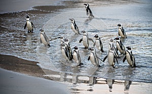 African penguins walk out of the ocean to the sandy beach. African penguin also known as the jackass penguin, black-footed penguin