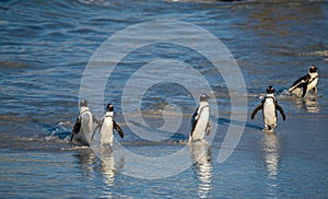 African penguins walk out of the ocean to the sandy beach. African penguin also known as the jackass penguin, black-footed penguin