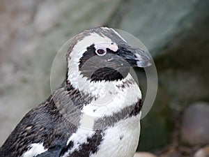 African Penquin