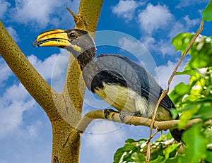 African Pied Hornbill Tockus fasciatus adult, perched in tree. Lives in Gambia, Uganda and northern Angola. This is a bird of