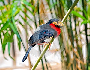 African Pied Hornbill Tockus fasciatus adult, perched in tree. Lives in Gambia, Uganda and northern Angola. This is a bird of