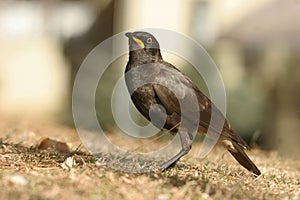 (African) Pied Starling