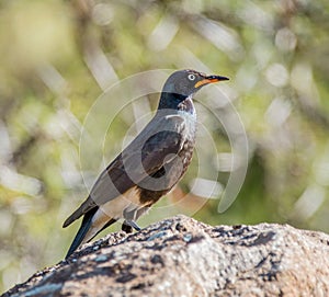 African Pied Starling