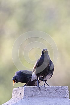 African pied starlings (Spreo bicolor)