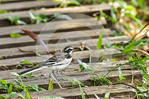 African pied wagtail, or African wagtail, Motacilla aguimp, Kibale National Forest, Uganda.