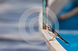 An African Pied Wagtail on a boat