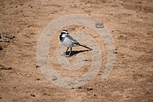 African Pied Wagtail of ugand