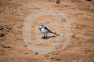 African Pied Wagtail of ugand