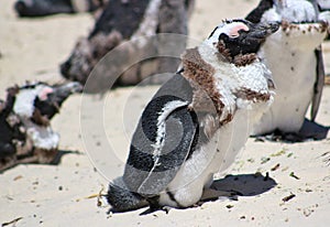African pinguin at boulders beach in Simons town