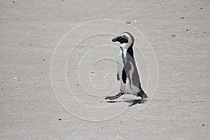 African pinguin at boulders beach in Simons town