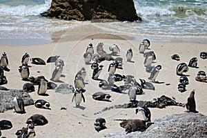 African pinguin at boulders beach in Simons town