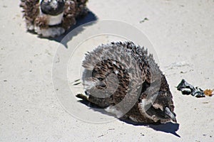 African pinguin at boulders beach in Simons town