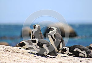 African pinguins at boulders beach in Simons town