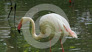 African Pink Flamingo Preening Its Feathers