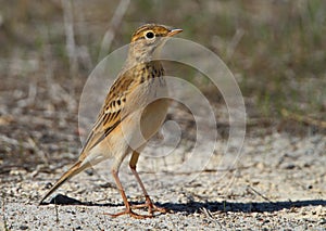 African Pipit photo