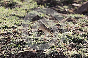 African pipit , Anthus cinnamomeus