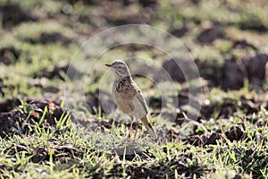 African pipit , Anthus cinnamomeus