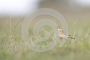 The African pipit foraging in a meadow in the evening light.