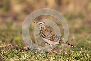 African Pipit photo