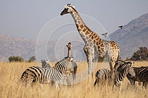 African plains game scene with giraffe mother and calf, zebra and birds.