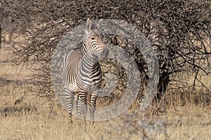 african plains zebra