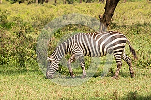 african plains zebra on the dry brown savannah grasslands browsing and grazing.