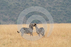 African plains zebra on the dry brown savannah grasslands browsing and grazing.