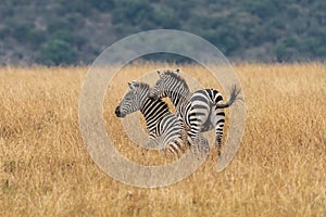 African plains zebra on the dry brown savannah grasslands browsing and grazing